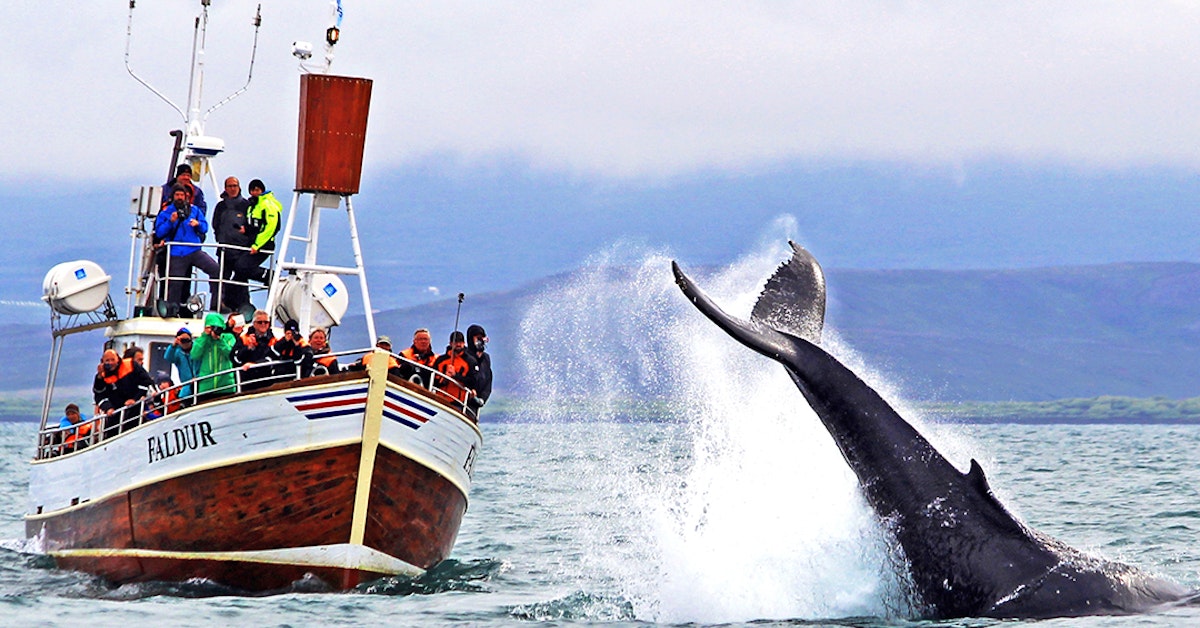 Les baleines de Húsavík