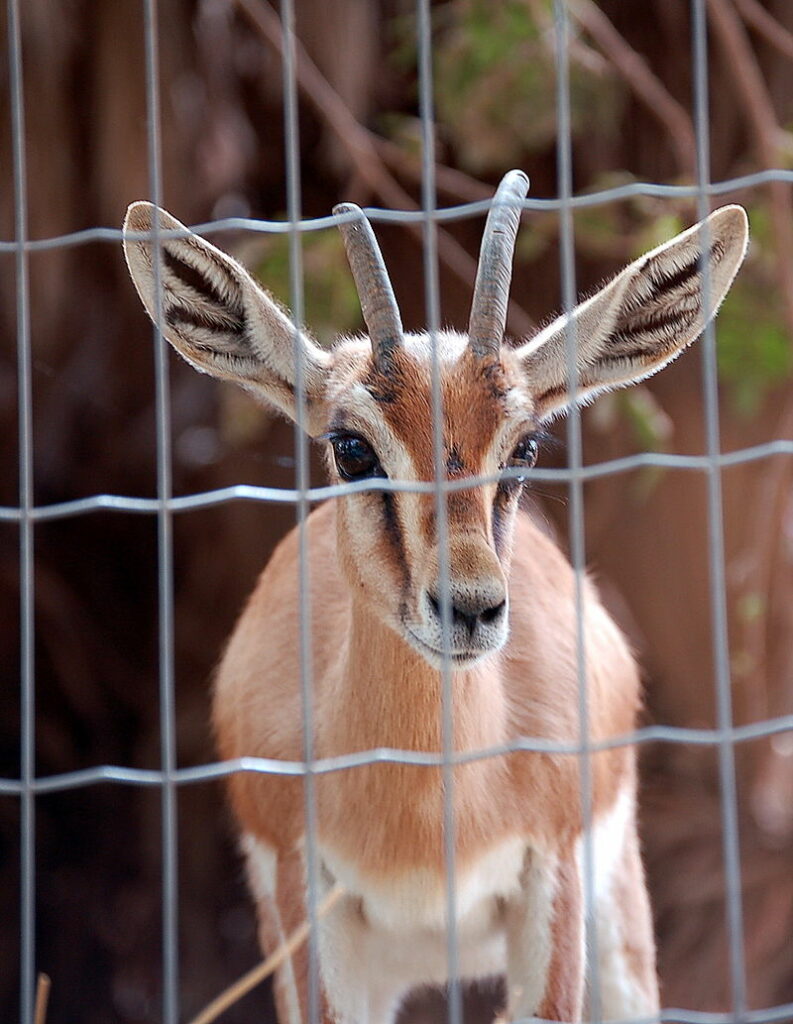 Zoo d’Agadir