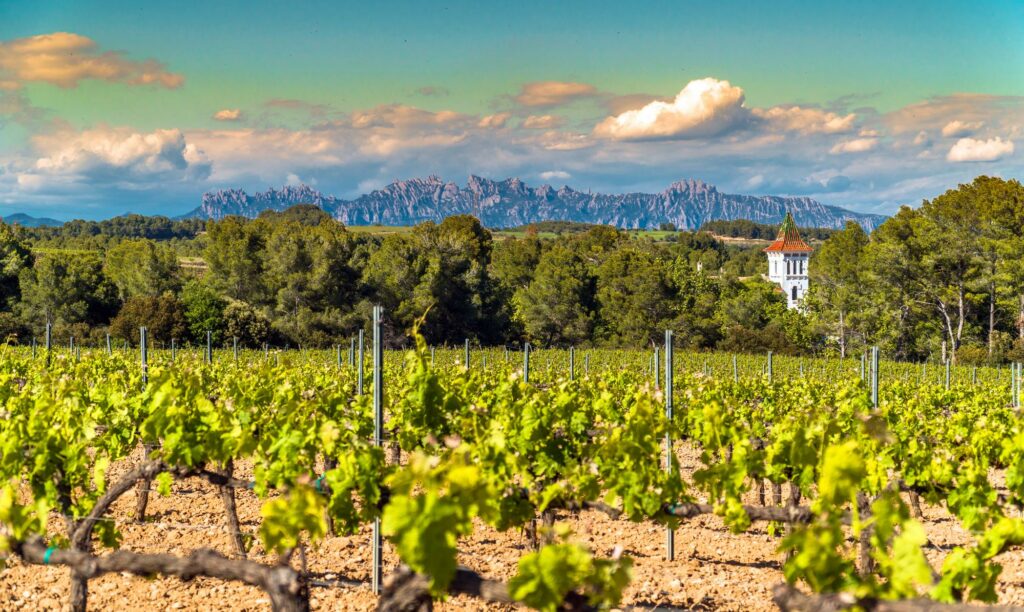 Vignobles de Penedès