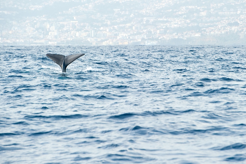 Observation des dauphins et baleines