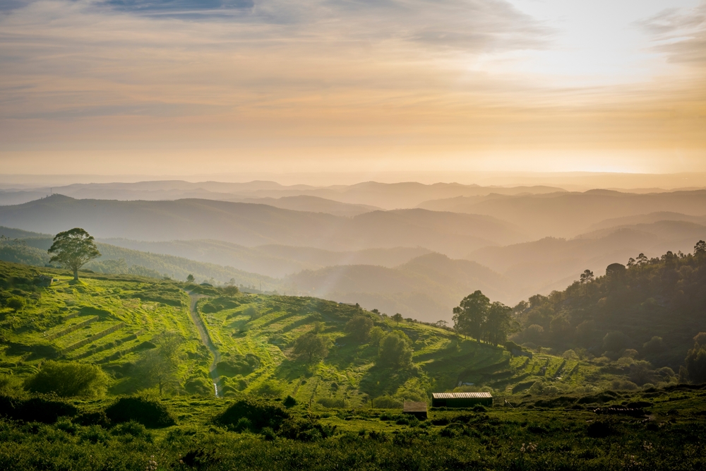 Collines de Monchique