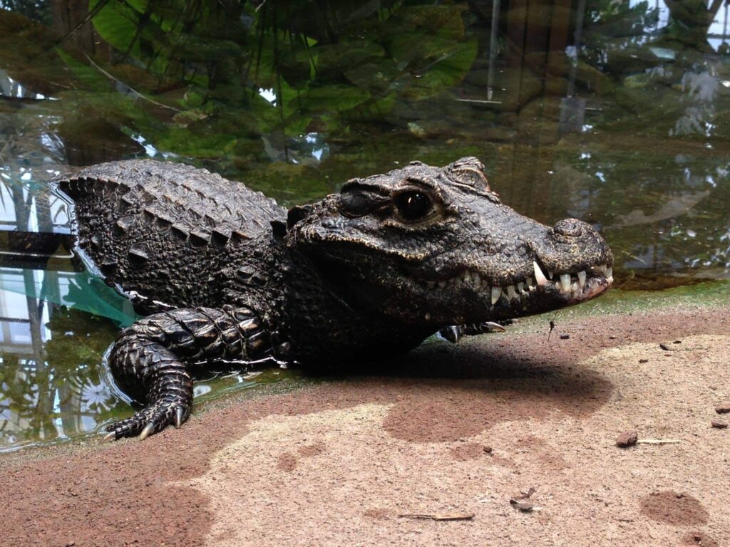 Croco Parc