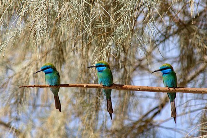 Observation des oiseaux