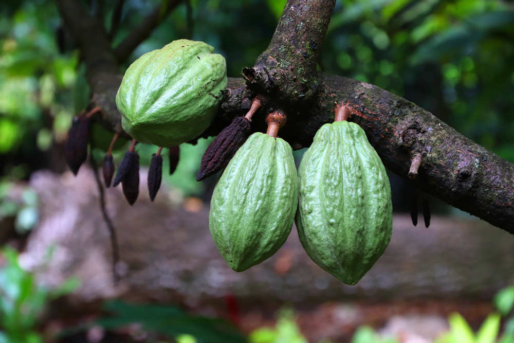 Maison du Cacao