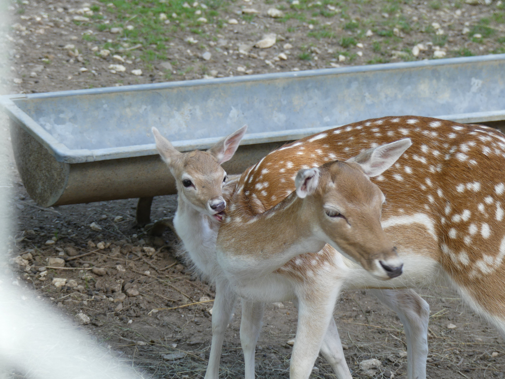 Parc Animalier de la Grande Jeanne