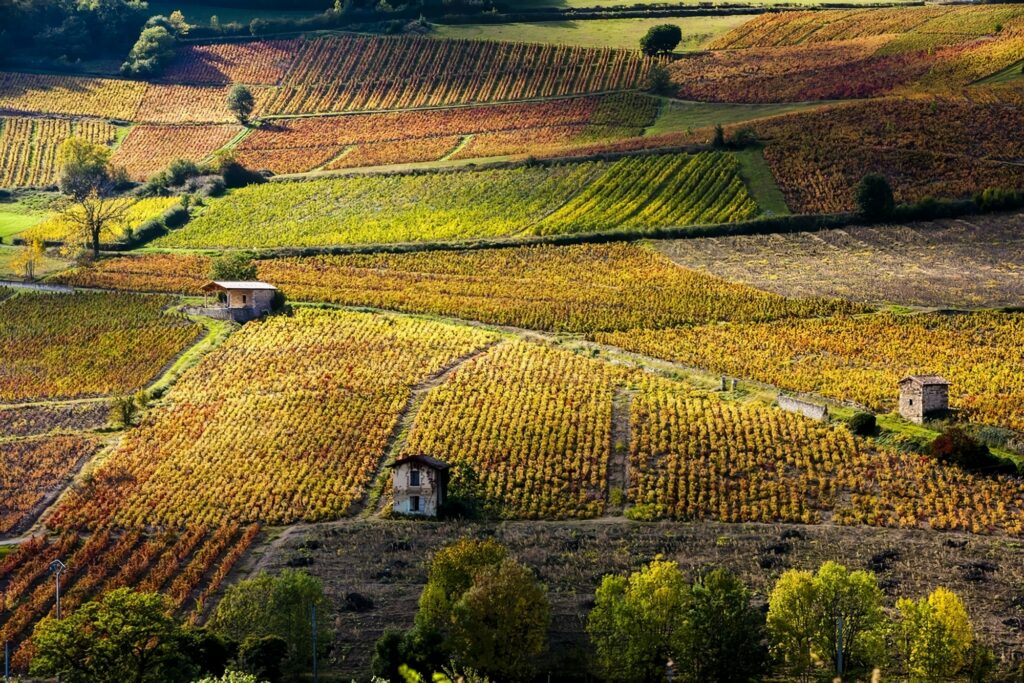 Route des Vins du Beaujolais