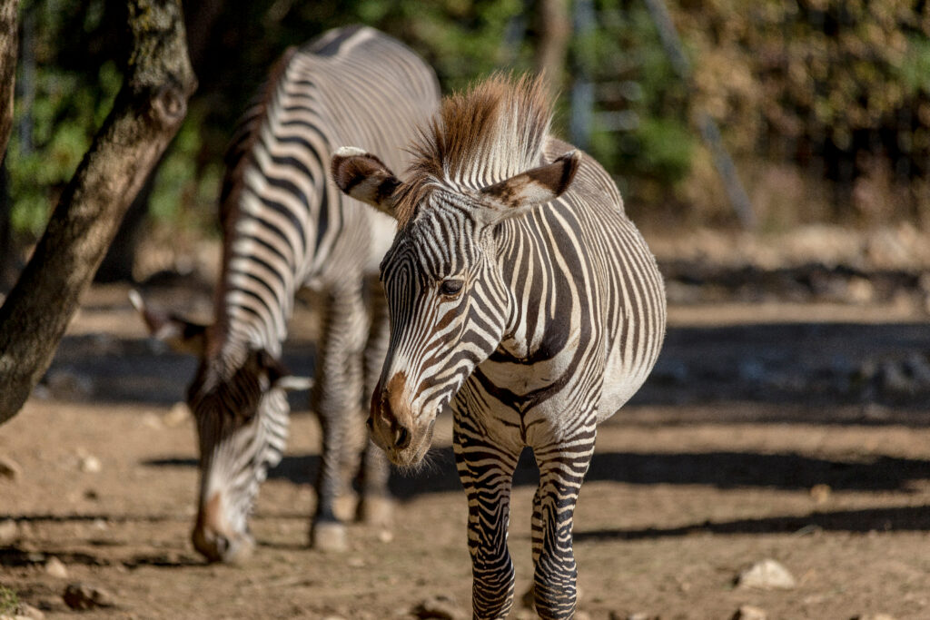 Zoo de Montpellier