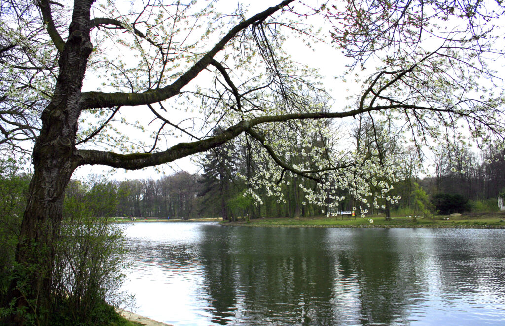 Bois de la Cambre