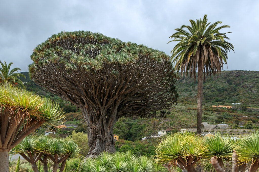 Parc du Drago Millenaire