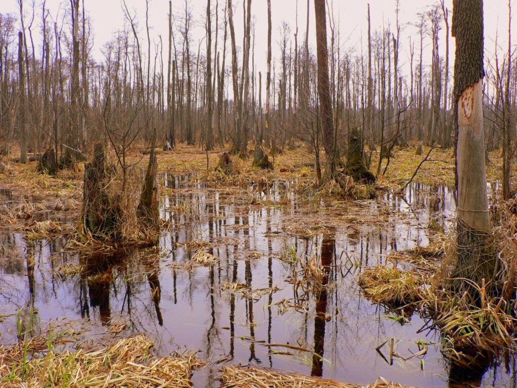 Parc national de Kampinos