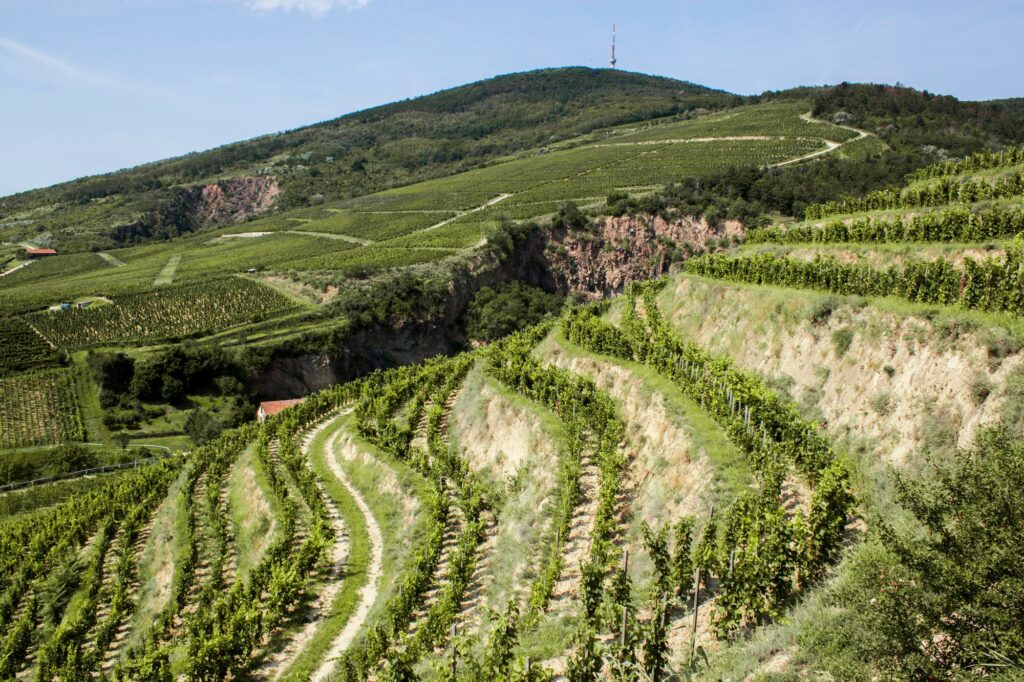 Visite des vignobles de Tokaj