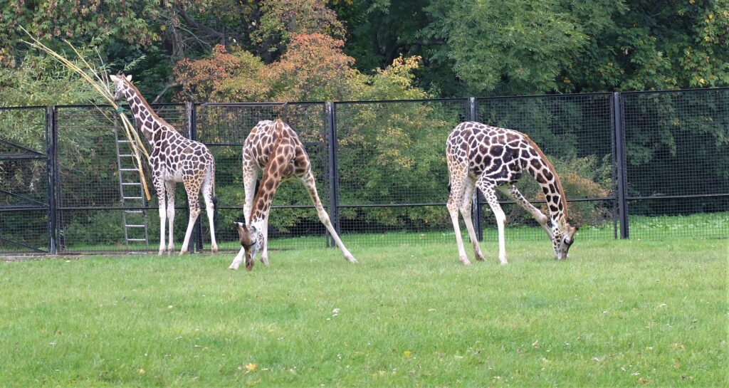 Zoo de Varsovie