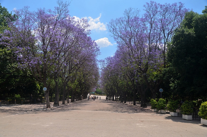 Jardin national d’Athènes