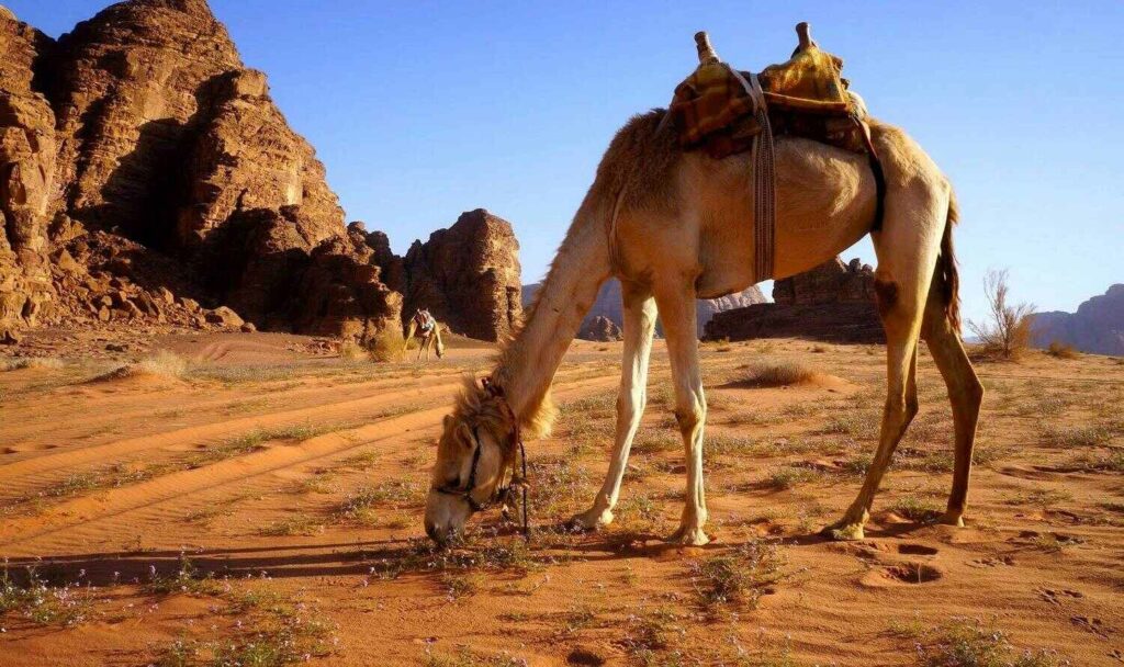 Camel Park