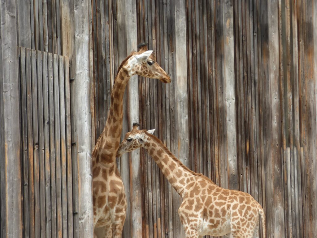 Zoo de Lyon