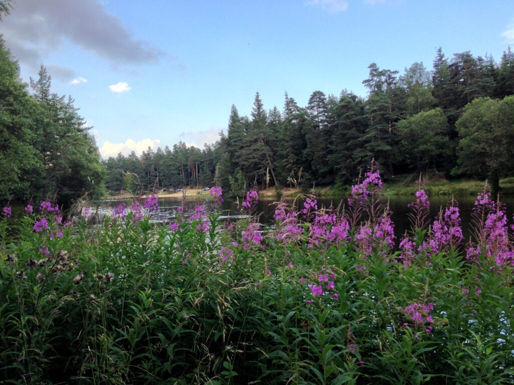 Parc naturel régional Livradois-Forez