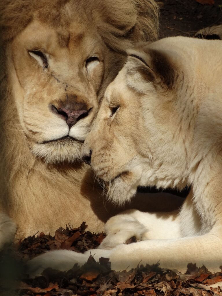 ZooParc de Beauval