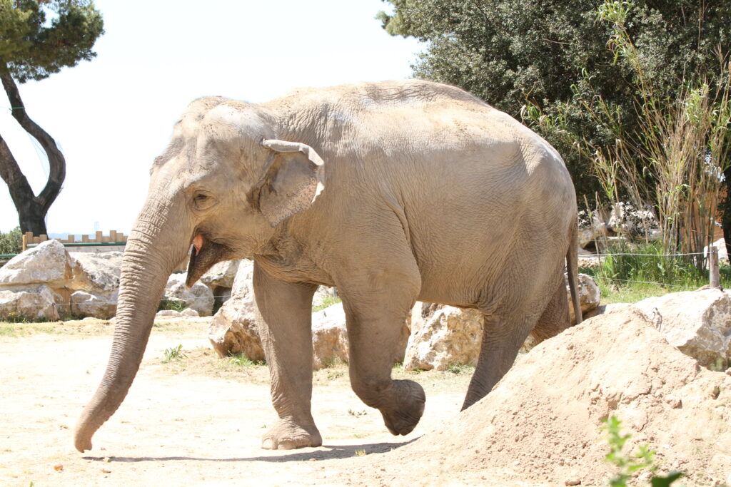 Parc Animalier de la Barben