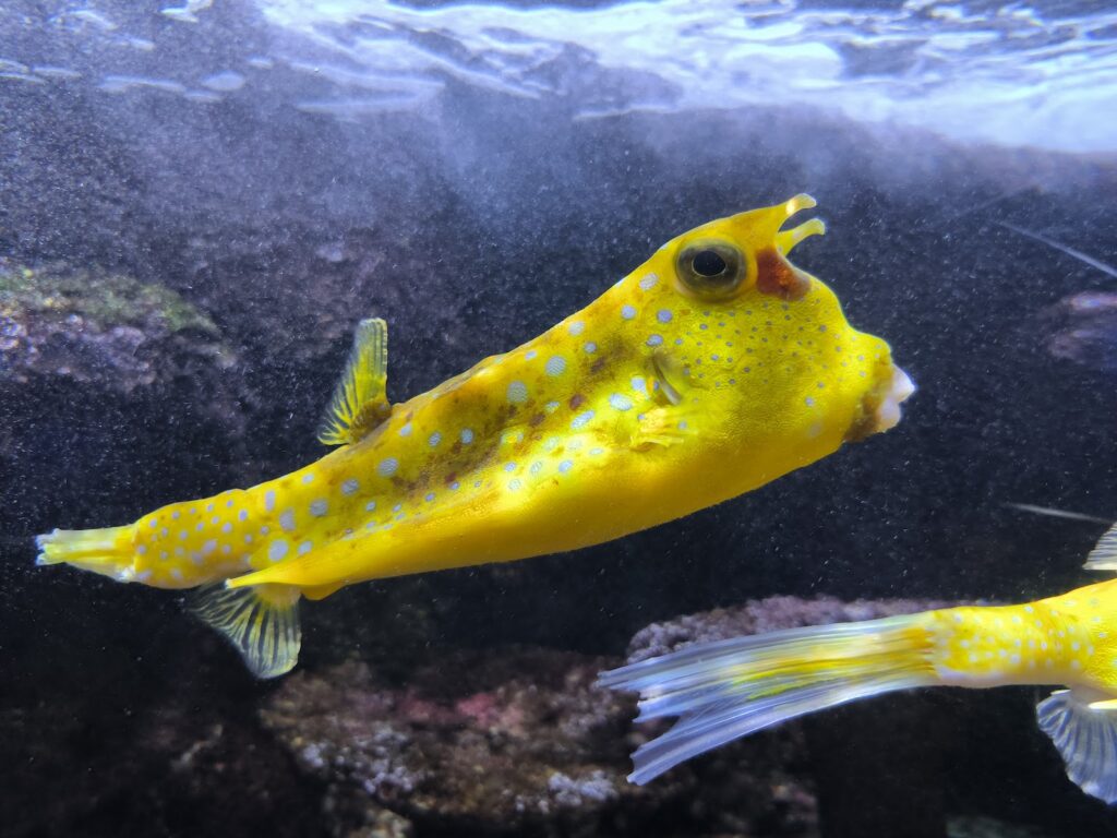 Oniria – Aquarium Canet-en-Roussillon