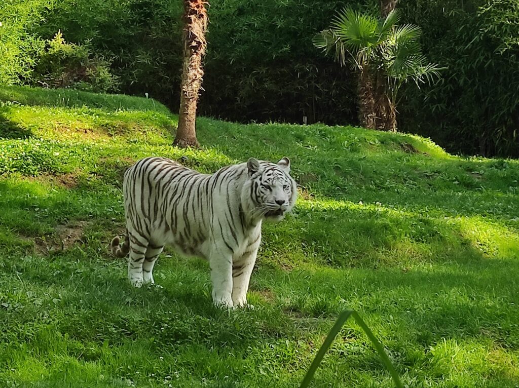 Zoo de La Flèche