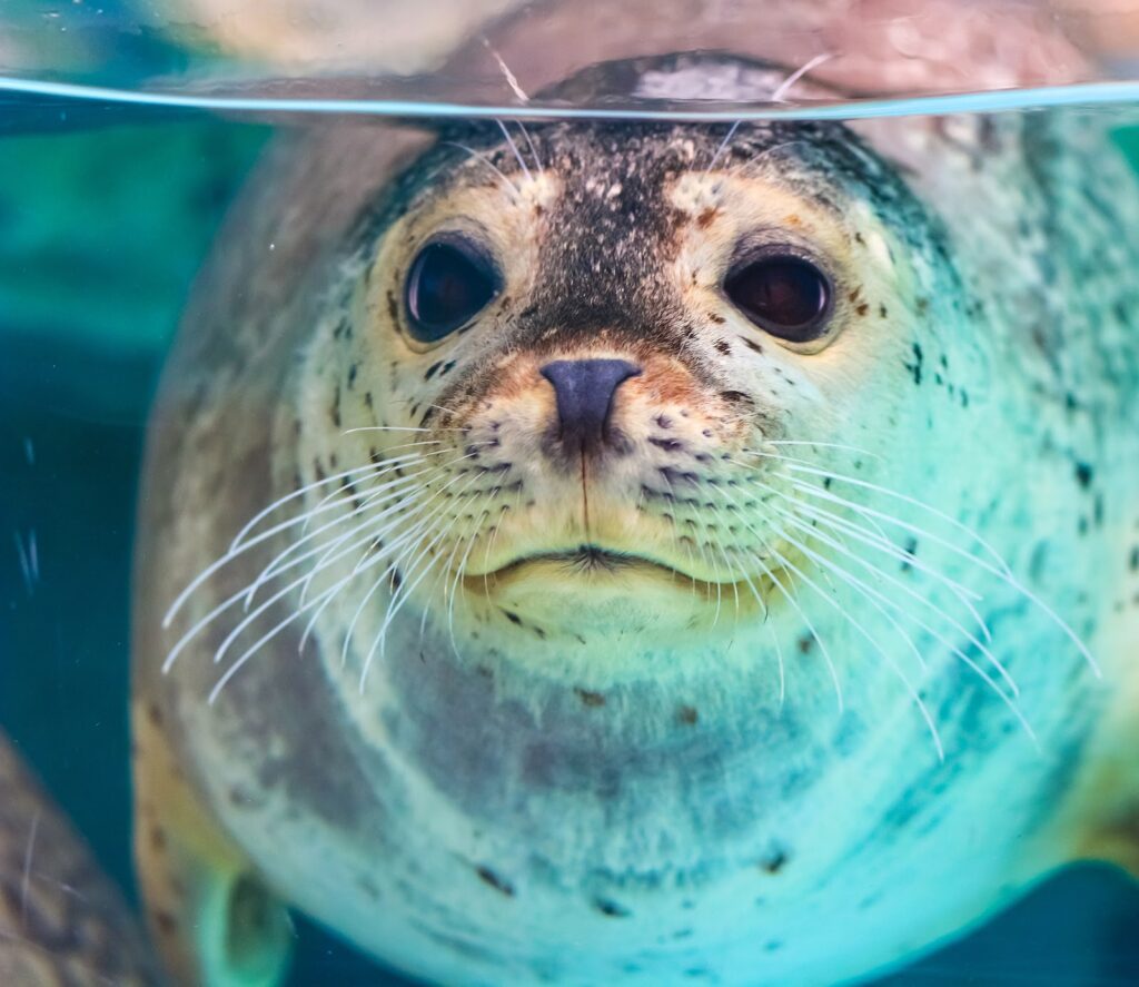 Aquarium de Biarritz