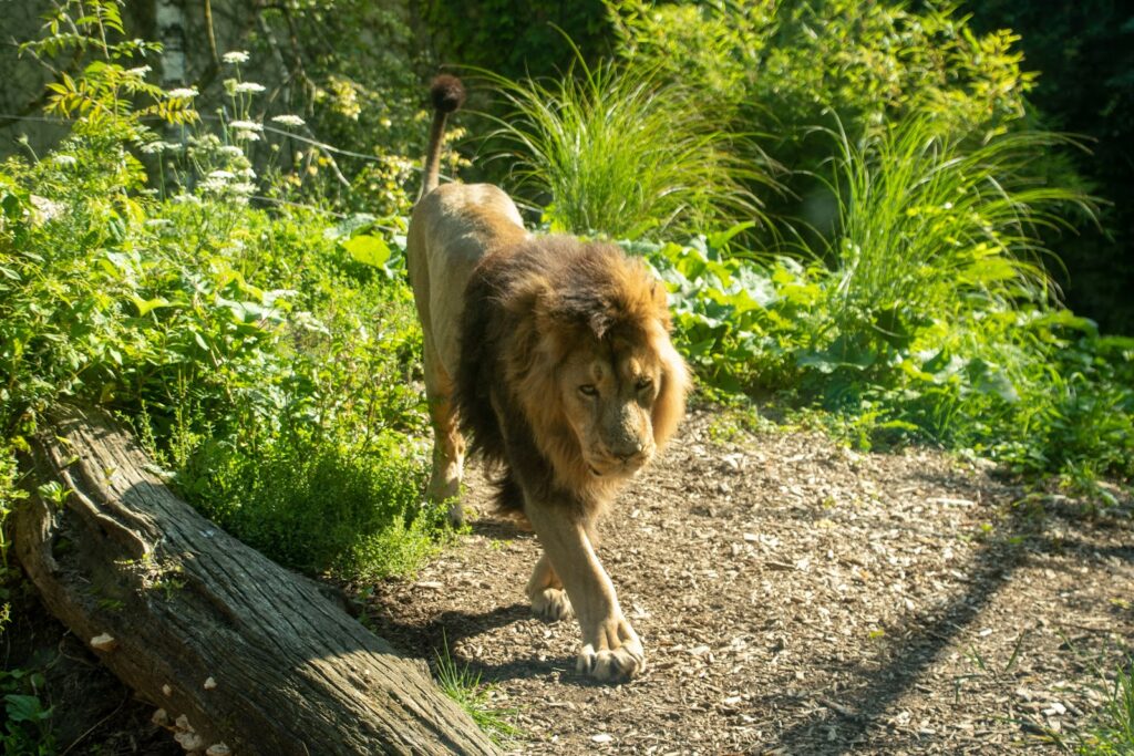 Parc Zoologique et Botanique de Mulhouse