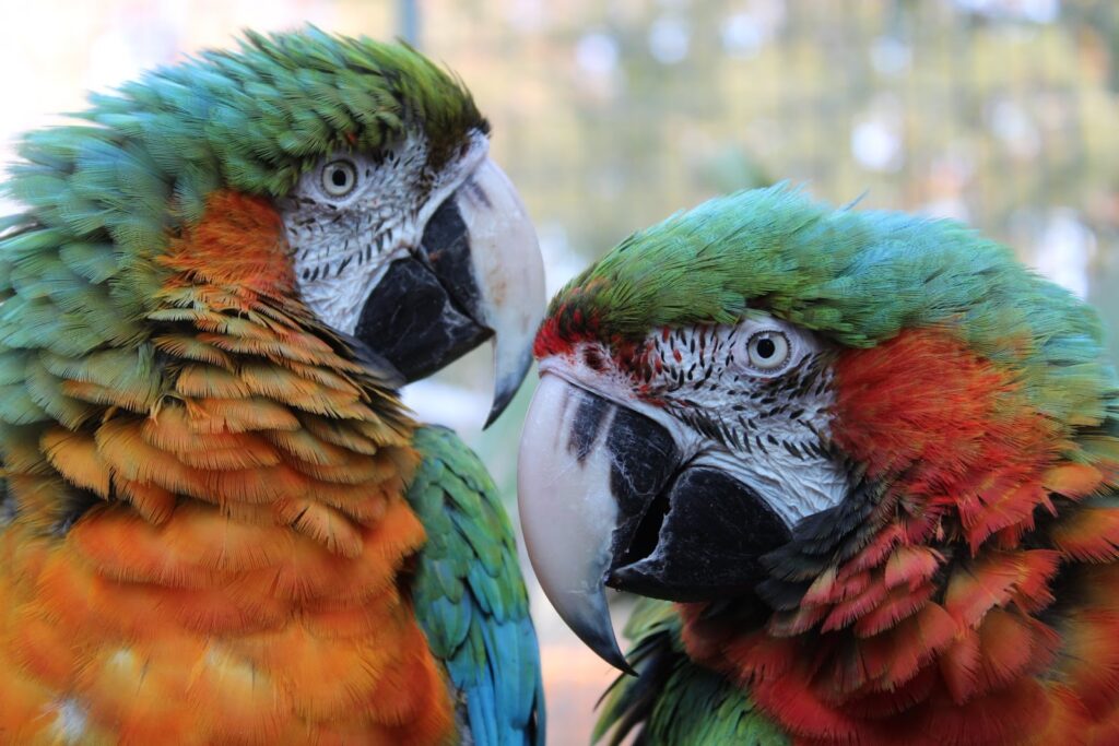 Zoo de l’Orangerie