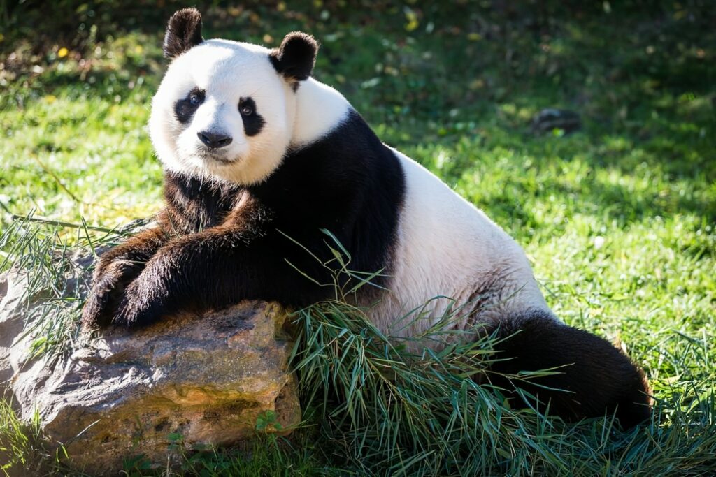 ZooParc de Beauval